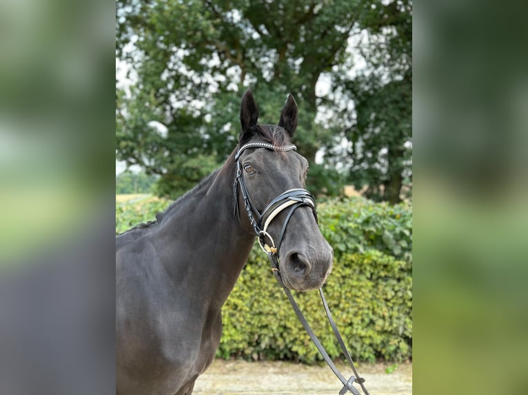 Hannoveraner Wallach 21 Jahre 167 cm Rappe in Fr&#xF6;ndenberg