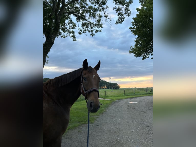 Hannoveraner Wallach 21 Jahre 168 cm Dunkelfuchs in Sehestedt