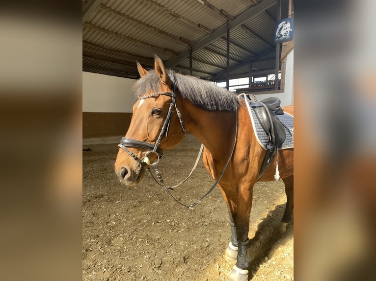 Hannoveraner Wallach 21 Jahre 170 cm Brauner in Haldensleben