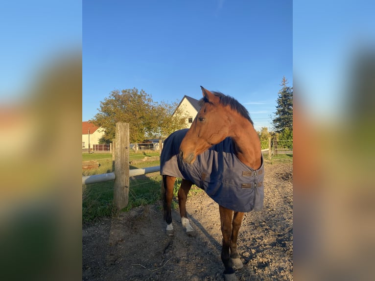 Hannoveraner Wallach 21 Jahre 170 cm Brauner in Haldensleben