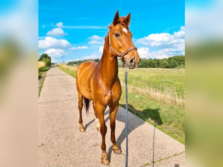 Hannoveraner Wallach 21 Jahre 180 cm Fuchs in Rehlingen-Siersburg