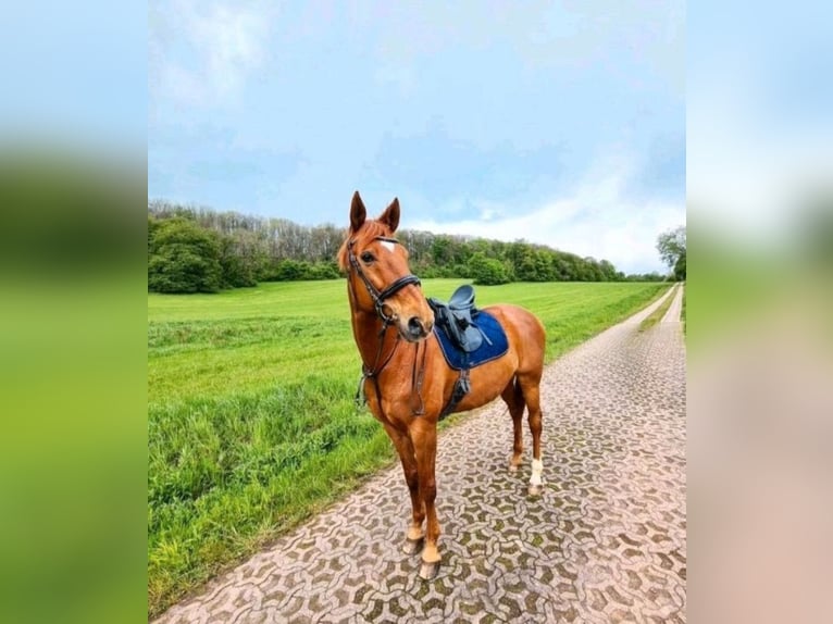 Hannoveraner Wallach 21 Jahre 180 cm Fuchs in Rehlingen-Siersburg
