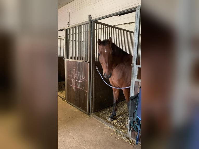 Hannoveraner Wallach 22 Jahre 164 cm Brauner in Bad Wildungen