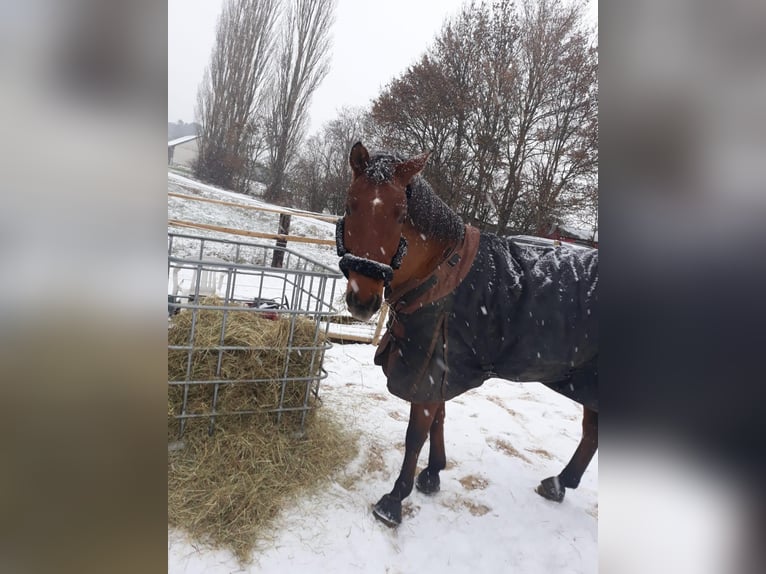 Hannoveraner Wallach 22 Jahre 164 cm Brauner in Bad Wildungen