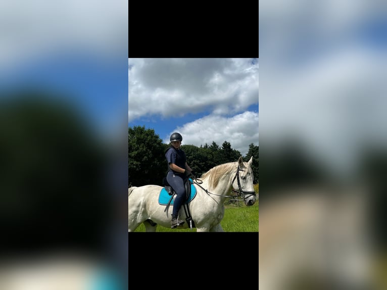 Hannoveraner Wallach 22 Jahre 166 cm Schimmel in Wingst