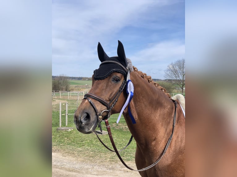 Hannoveraner Wallach 22 Jahre 168 cm Fuchs in Biberach an der Riß