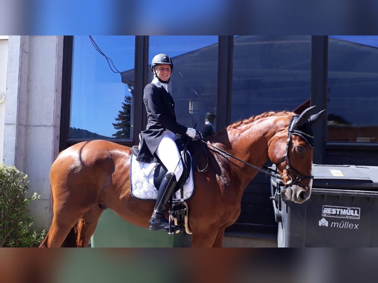 Hannoveraner Wallach 22 Jahre 170 cm Fuchs in Stambach