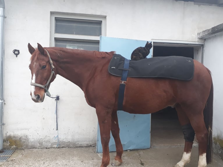 Hannoveraner Wallach 22 Jahre 170 cm Fuchs in Stambach