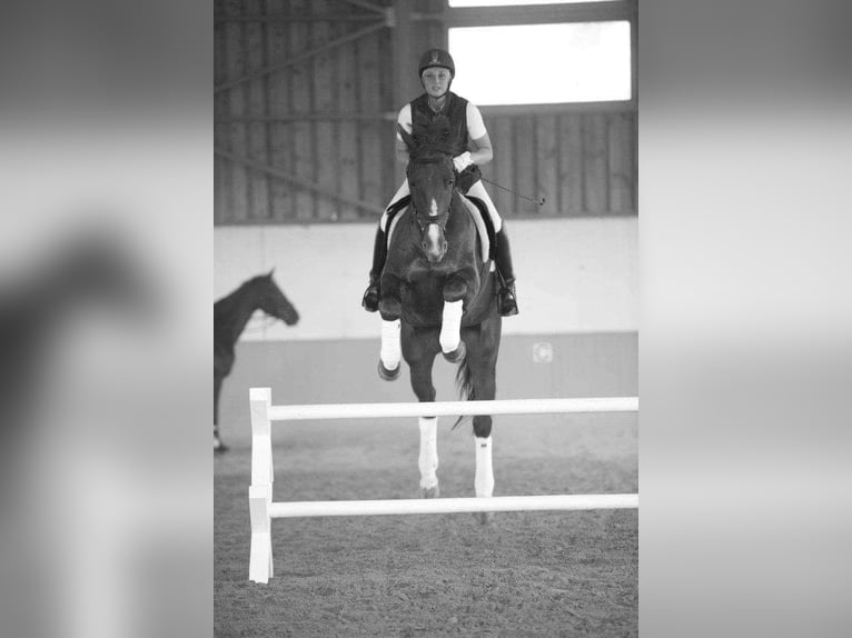 Hannoveraner Wallach 22 Jahre 170 cm Fuchs in Stambach