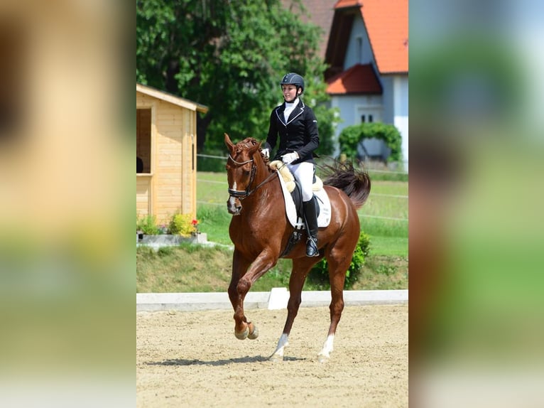 Hannoveraner Wallach 22 Jahre 170 cm Fuchs in Stambach