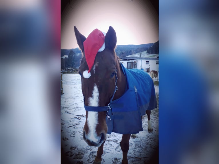 Hannoveraner Wallach 22 Jahre 170 cm Fuchs in Stambach