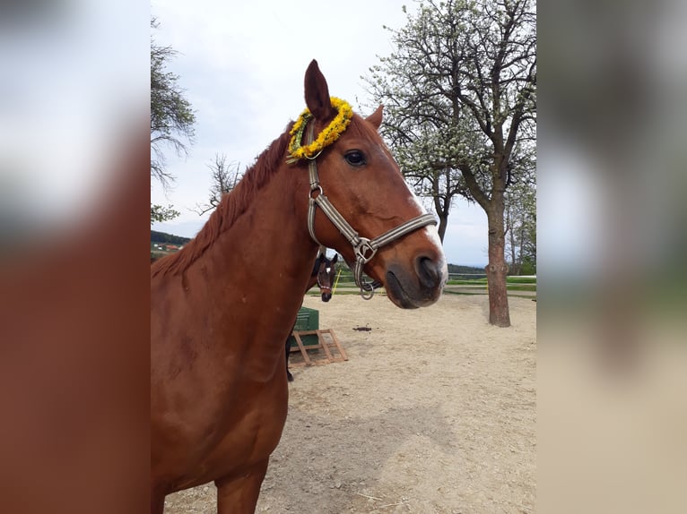 Hannoveraner Wallach 22 Jahre 170 cm Fuchs in Stambach
