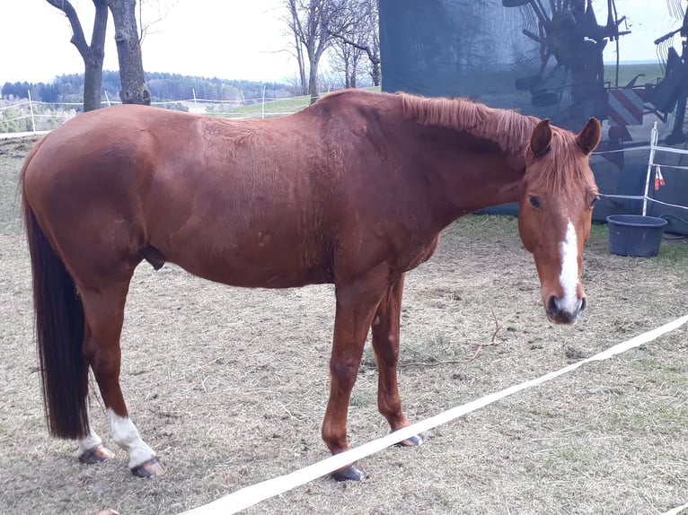 Hannoveraner Wallach 22 Jahre 170 cm Fuchs in Stambach