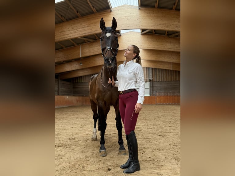 Hannoveraner Wallach 22 Jahre 172 cm Brauner in Seevetal