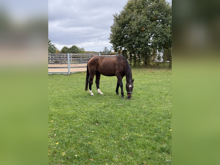 Hannoveraner Wallach 22 Jahre 172 cm Brauner in Seevetal