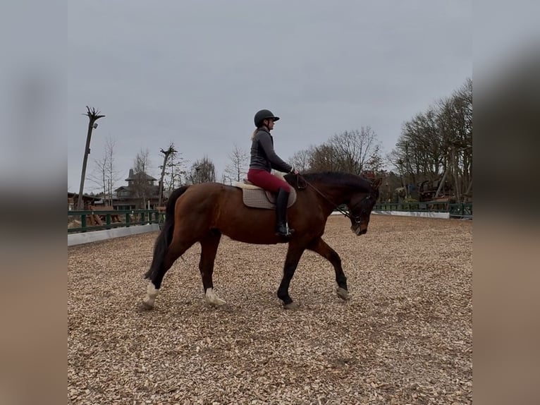 Hannoveraner Wallach 22 Jahre 172 cm Brauner in Seevetal