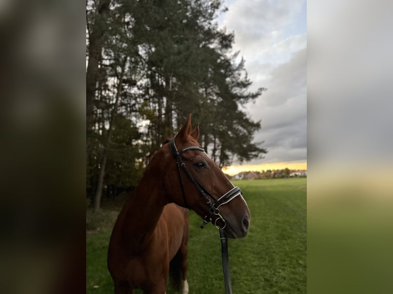 Hannoveraner Wallach 24 Jahre 180 cm Dunkelfuchs in Mauk