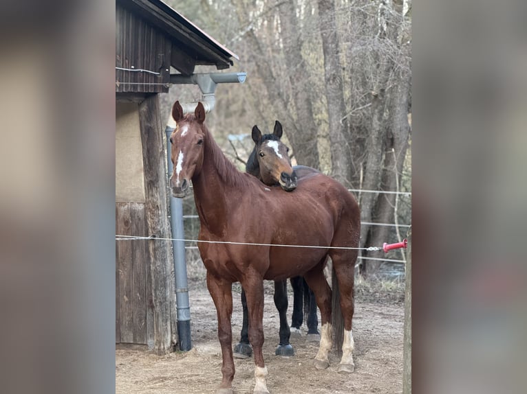 Hannoveraner Wallach 24 Jahre 180 cm Dunkelfuchs in Mauk