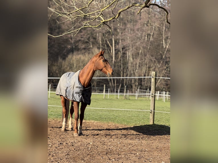 Hannoveraner Wallach 24 Jahre 180 cm Dunkelfuchs in Mauk