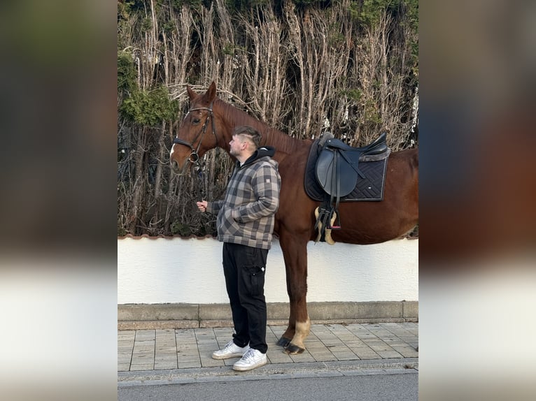 Hannoveraner Wallach 24 Jahre 180 cm Dunkelfuchs in Mauk