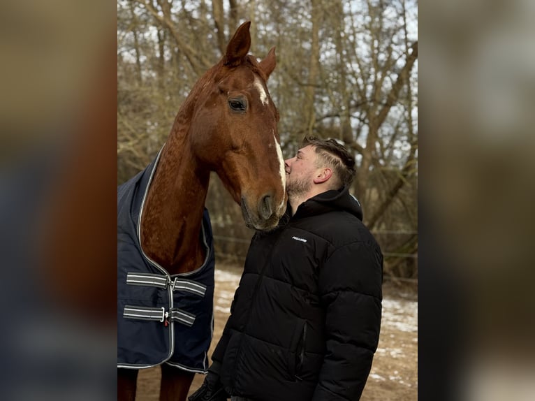 Hannoveraner Wallach 24 Jahre 180 cm Dunkelfuchs in Mauk