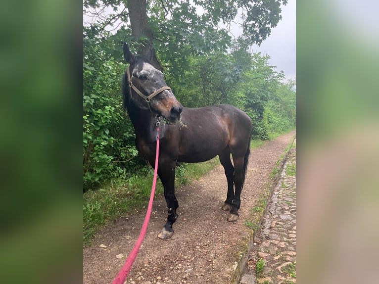 Hannoveraner Mix Wallach 26 Jahre 155 cm Schwarzbrauner in Mücheln (Geiseltal)Mücheln