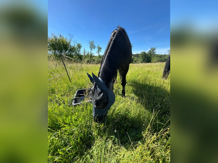 Hannoveraner Mix Wallach 26 Jahre 155 cm Schwarzbrauner in Mücheln (Geiseltal)Mücheln