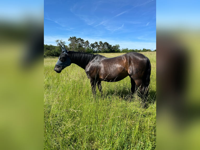 Hannoveraner Mix Wallach 26 Jahre 155 cm Schwarzbrauner in Mücheln (Geiseltal)Mücheln