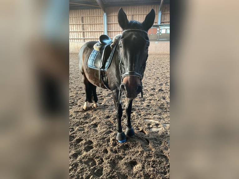 Hannoveraner Wallach 29 Jahre 166 cm Dunkelbrauner in Seevetal
