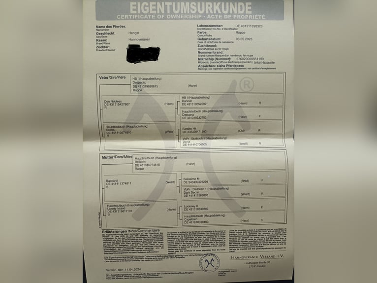 Hannoveraner Wallach 2 Jahre 160 cm Rappe in Hemmingen