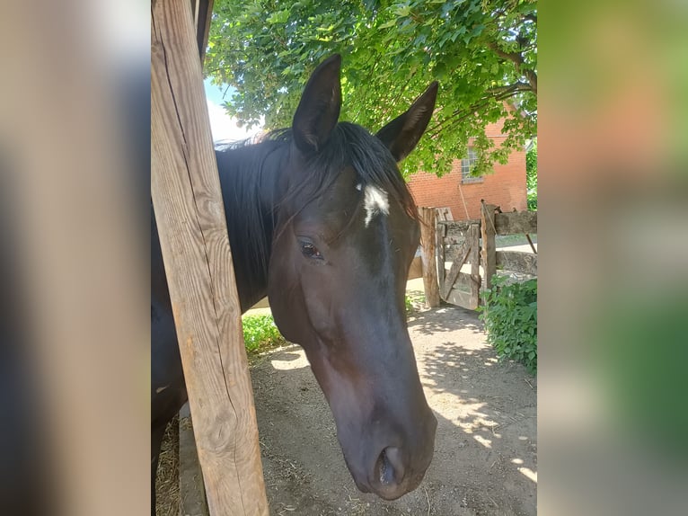 Hannoveraner Wallach 2 Jahre 160 cm Rappe in Hemmingen