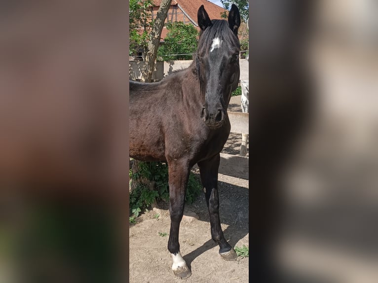 Hannoveraner Wallach 2 Jahre 160 cm Rappe in Hemmingen