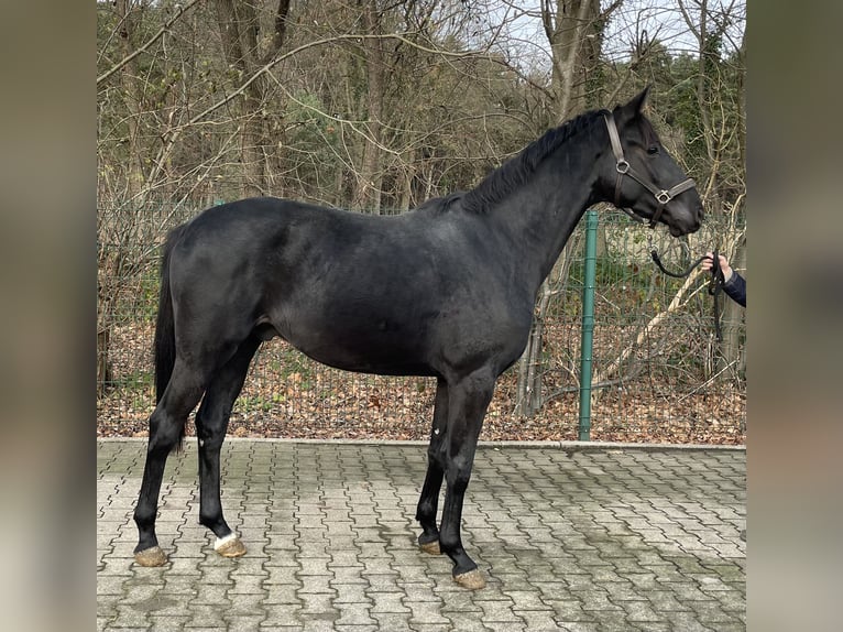 Hannoveraner Wallach 2 Jahre 162 cm Dunkelbrauner in Verl