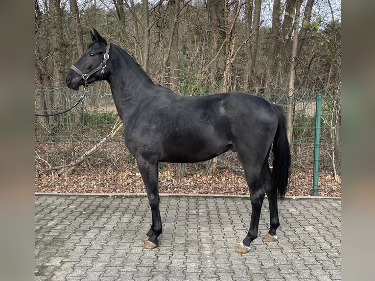 Hannoveraner Wallach 2 Jahre 162 cm Dunkelbrauner in Verl