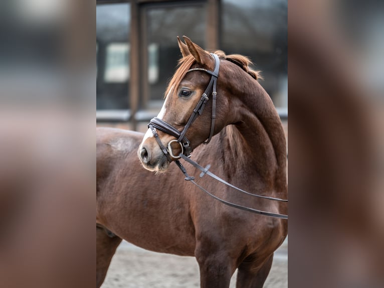 Hannoveraner Wallach 2 Jahre 162 cm Dunkelfuchs in Heidesheim am Rhein