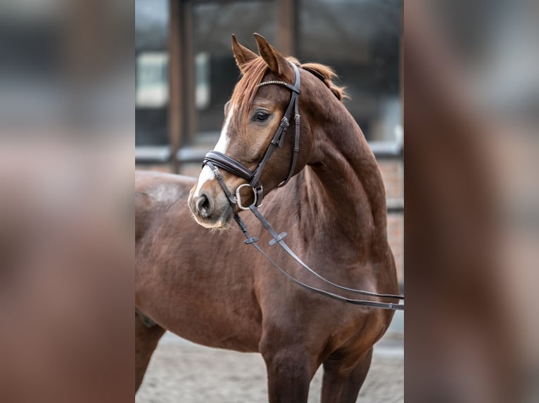 Hannoveraner Wallach 2 Jahre 162 cm Dunkelfuchs in Heidesheim am Rhein