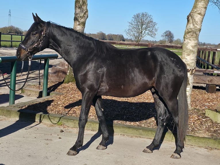 Hannoveraner Wallach 2 Jahre 162 cm Schwarzbrauner in Osteel