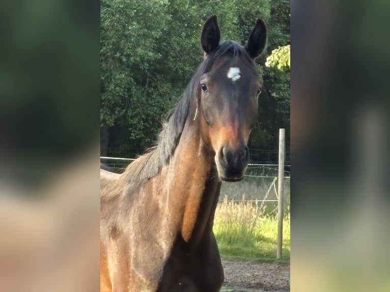 Hannoveraner Wallach 2 Jahre 164 cm Brauner in Neustadt am R&#xFC;benberge