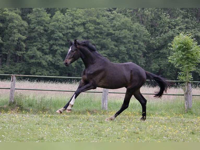 Hannoveraner Wallach 2 Jahre 164 cm Dunkelbrauner in Clenze OT Guhreitzen