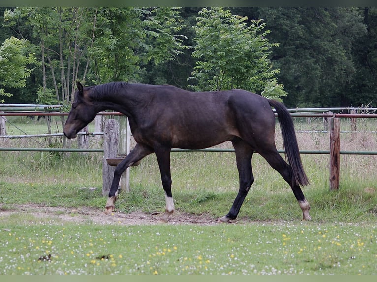 Hannoveraner Wallach 2 Jahre 164 cm Dunkelbrauner in Clenze OT Guhreitzen