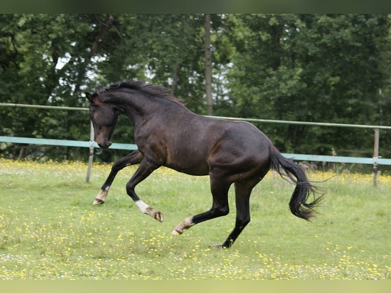 Hannoveraner Wallach 2 Jahre 164 cm Dunkelbrauner in Clenze OT Guhreitzen