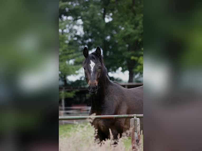 Hannoveraner Wallach 2 Jahre 164 cm Dunkelbrauner in Clenze OT Guhreitzen