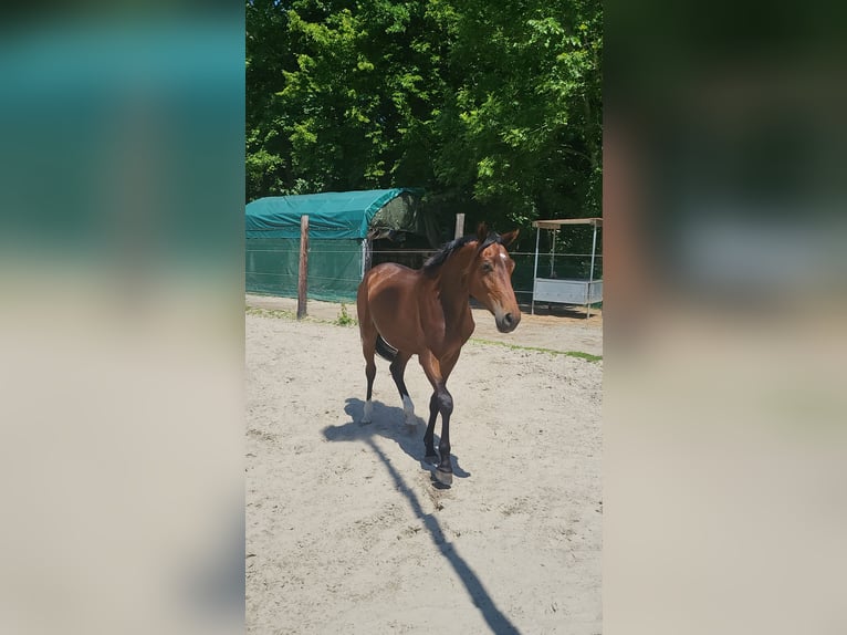 Hannoveraner Wallach 2 Jahre 165 cm Brauner in Wilhelmshaven