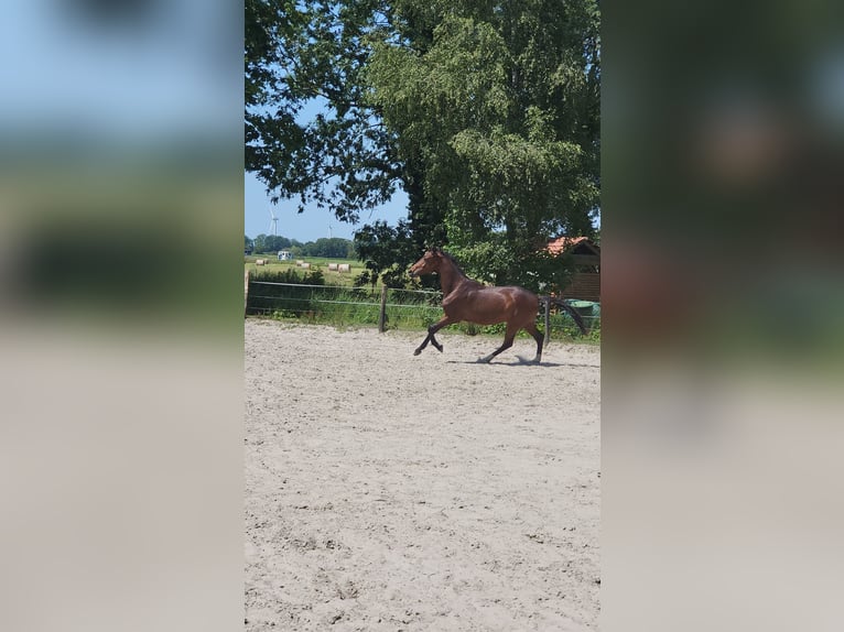 Hannoveraner Wallach 2 Jahre 165 cm Brauner in Wilhelmshaven