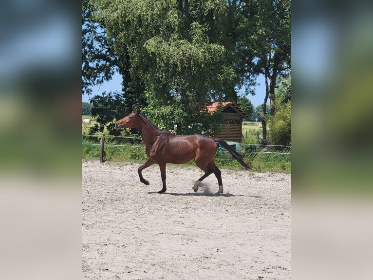 Hannoveraner Wallach 2 Jahre 165 cm Brauner in Wilhelmshaven