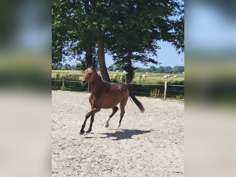 Hannoveraner Wallach 2 Jahre 165 cm Brauner in Wilhelmshaven