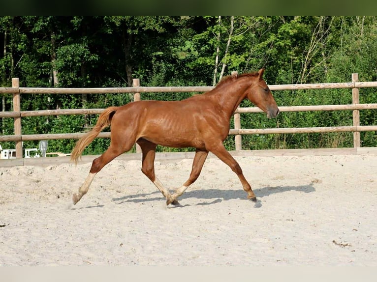 Hannoveraner Wallach 2 Jahre 165 cm Fuchs in Marne
