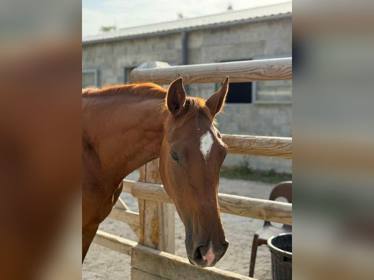 Hannoveraner Wallach 2 Jahre 165 cm Fuchs in Marne