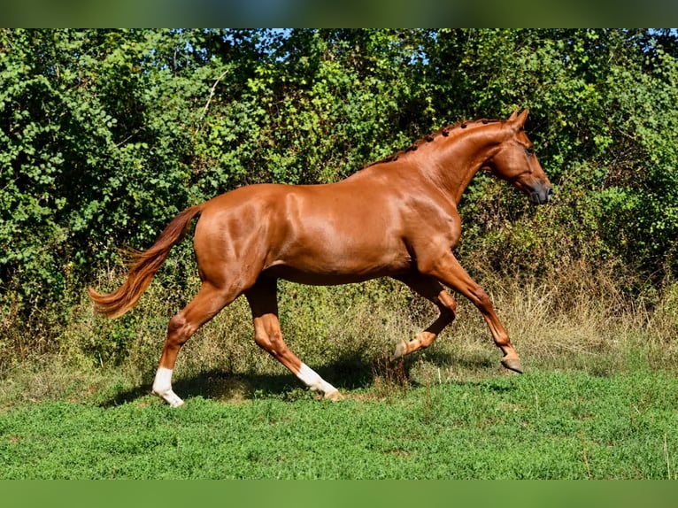 Hannoveraner Wallach 2 Jahre 166 cm Fuchs in Château larcher