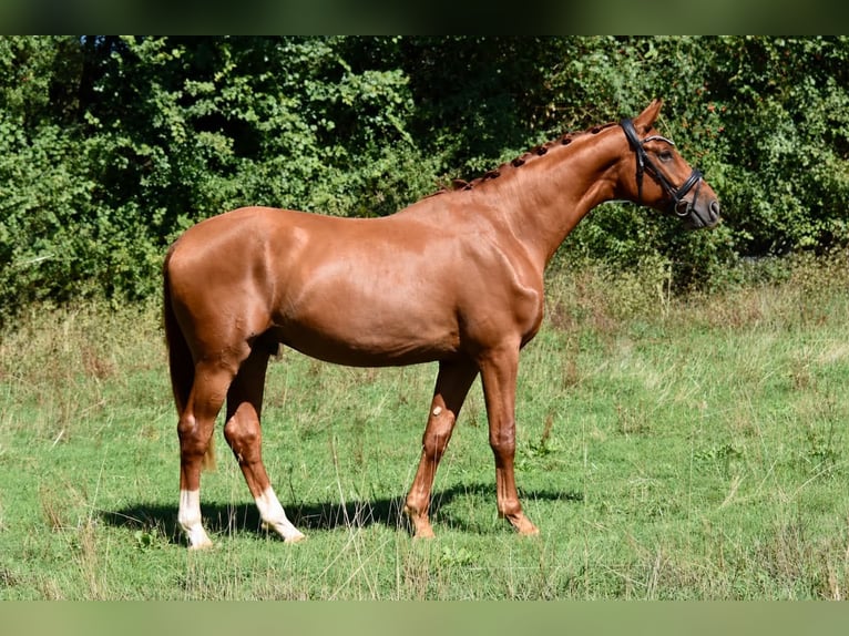 Hannoveraner Wallach 2 Jahre 166 cm Fuchs in Château larcher
